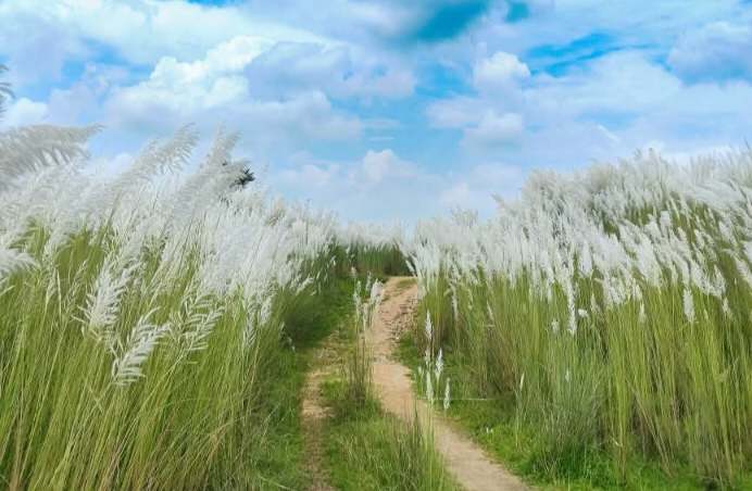 শরৎকালের কাশফুলের সুন্দর ছবি।