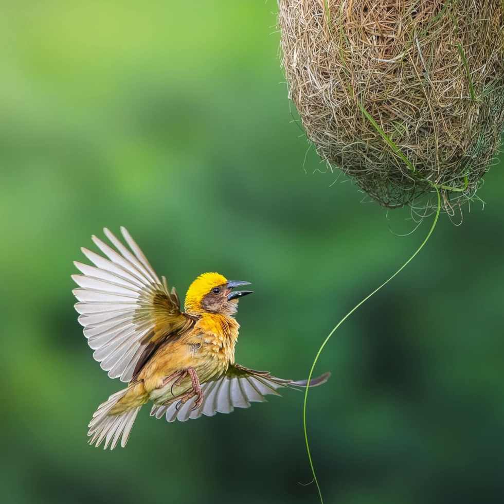 The nest awaits. The builder returns. The story continues. (Baya Weaver) 💛