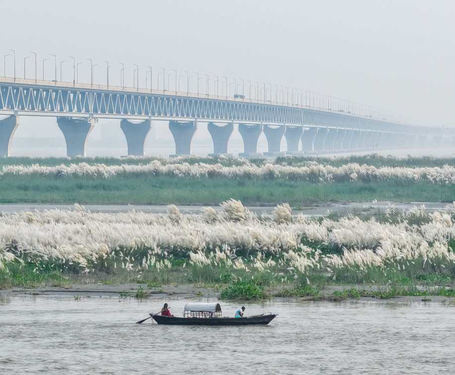 এক ফ্রেমে পদ্মা সেতু, নদী কাশফুল আর বাংলার প্রকৃতি সুন্দর দৃশ্য।
