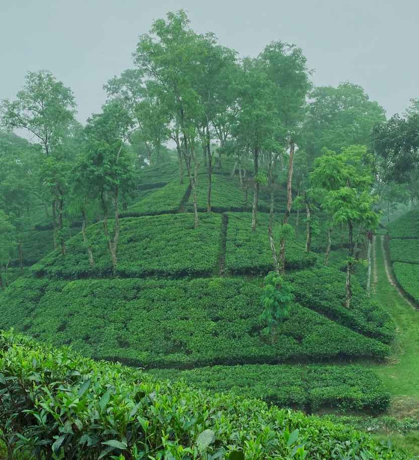 কুয়াশা সকালের সুন্দর দৃশ্য।
চা বাগানের সুন্দর দৃশ্য।
শ্রীমঙ্গলের সুন্দর দৃশ্য। 🥰