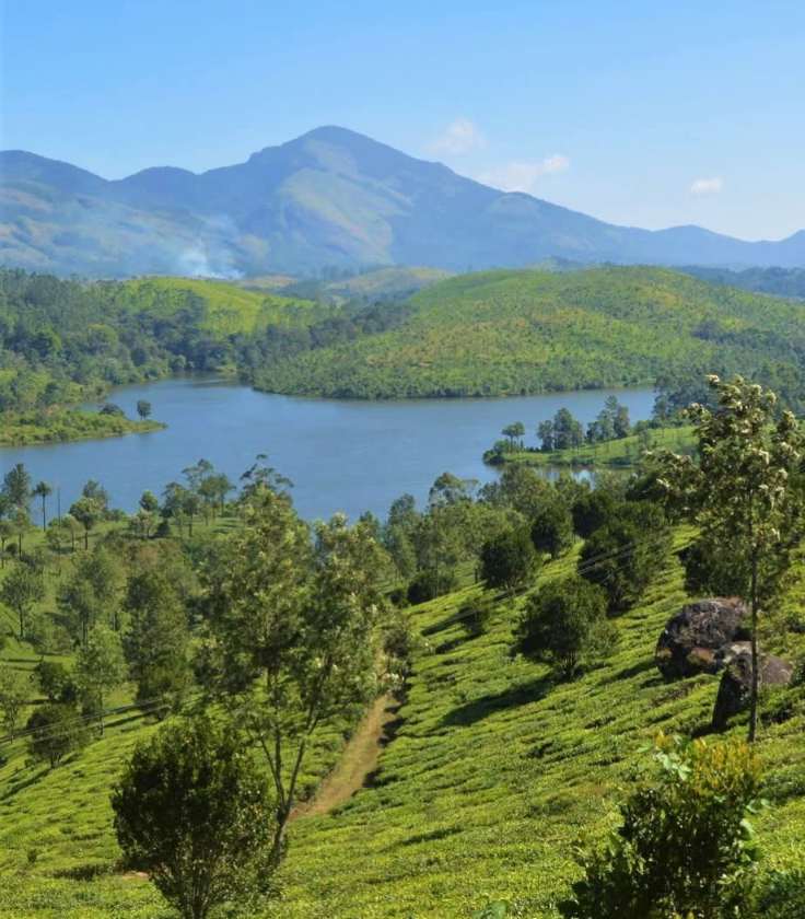 Munnar, Kerala-India.