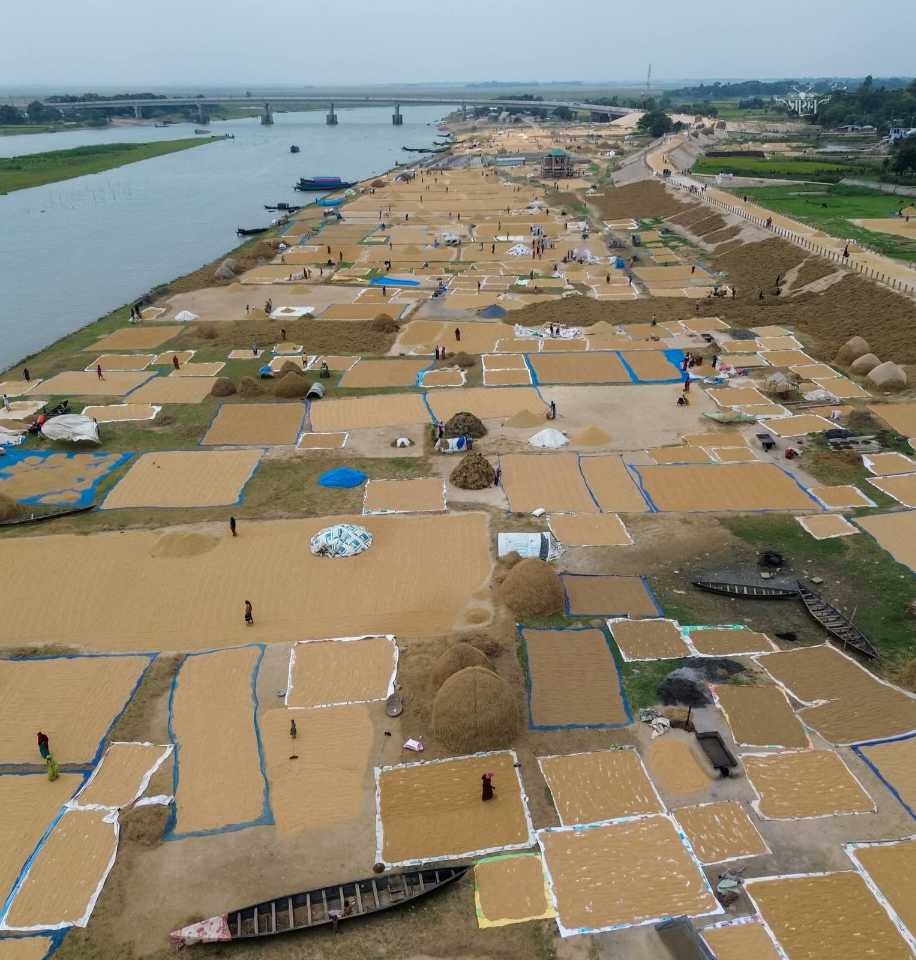 ধানের মাঠে লুকিয়ে আছে হাজারো কৃষকের স্বপ্ন!