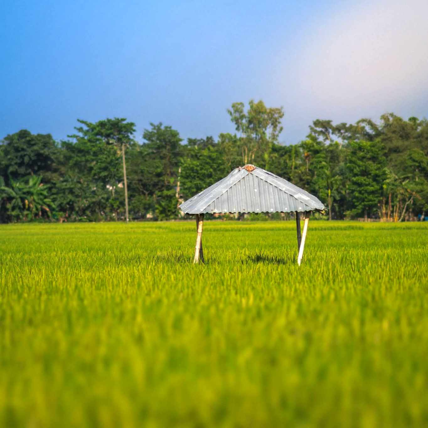 নীল আকাশ, সবুজ মাঠ আর এক চিলতে শান্তি—এই তো আমার বাংলাদেশ। 💙🌾🏡