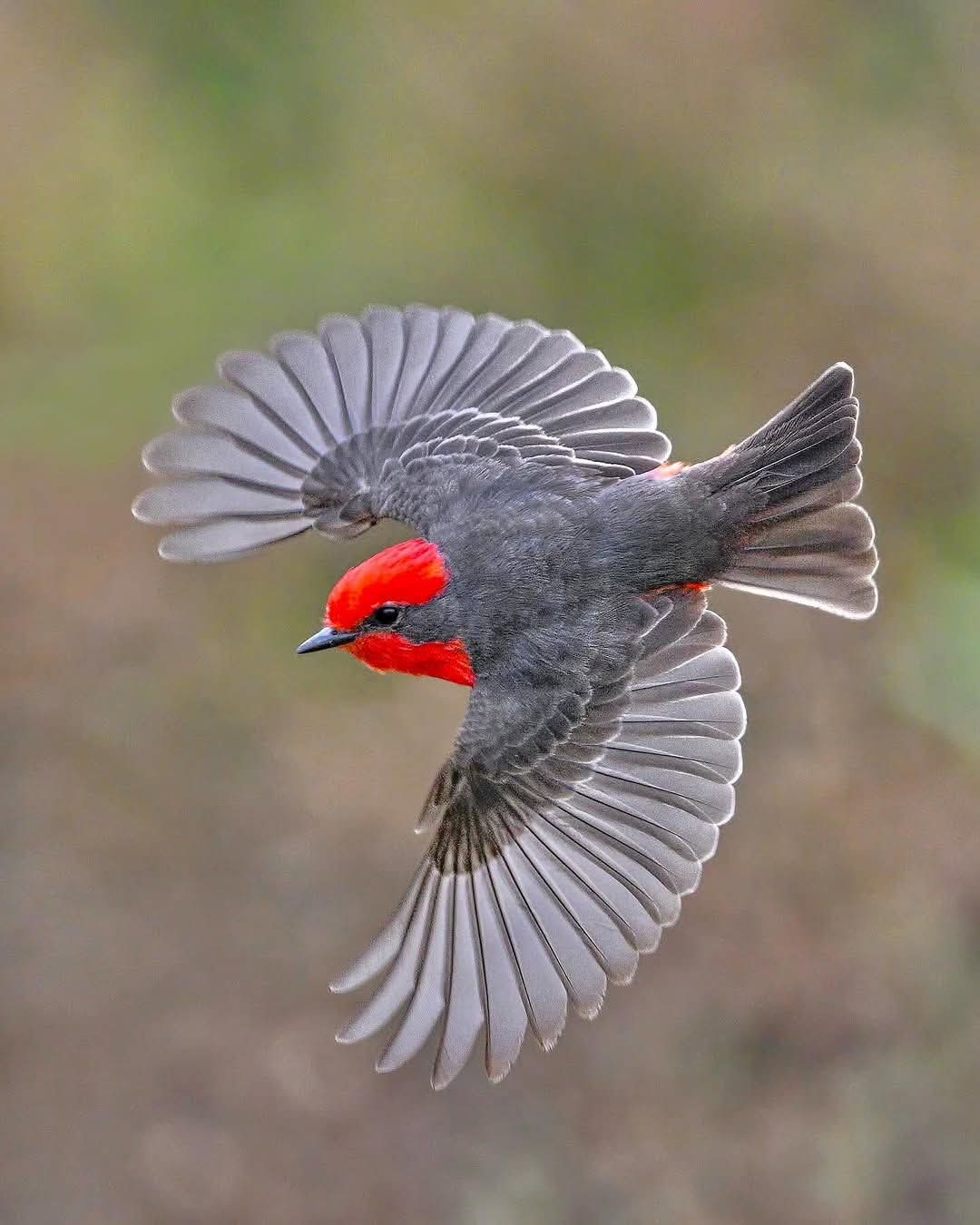 Vermillion Flycatcher in flight Brazil.