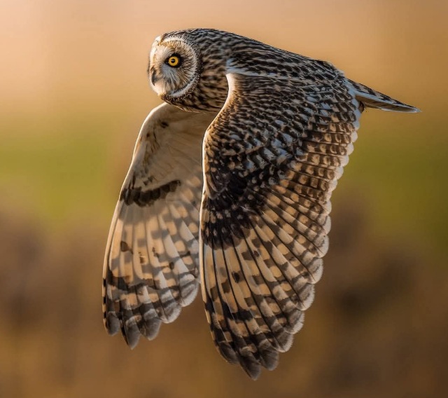 Short-eared Owl