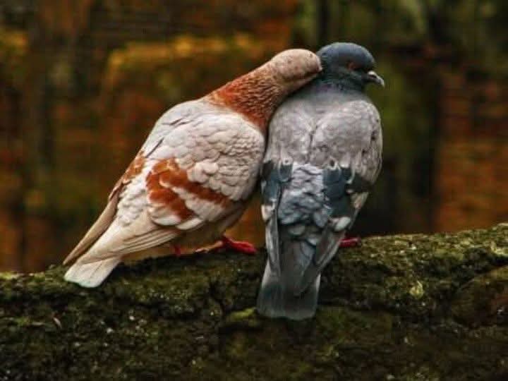 একটা ভরসার কাঁধ চাই!