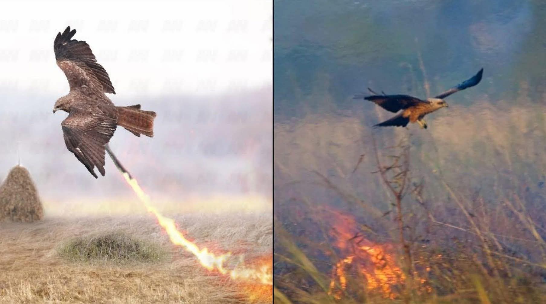 অস্ট্রেলিয়ার আকাশে আগুন ছড়ানো শিকারী পাখিদের রহস্য!