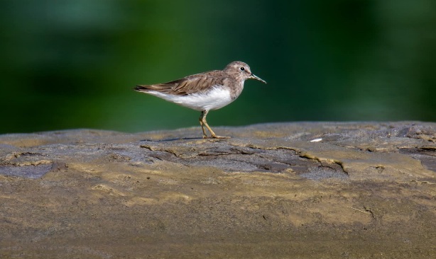 কেন আজকাল আমি সব চুপচাপ মেনে নেই?